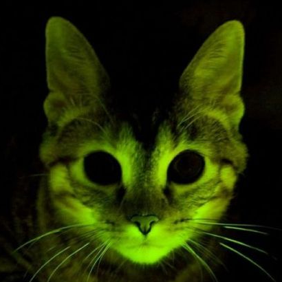 GlowingCat